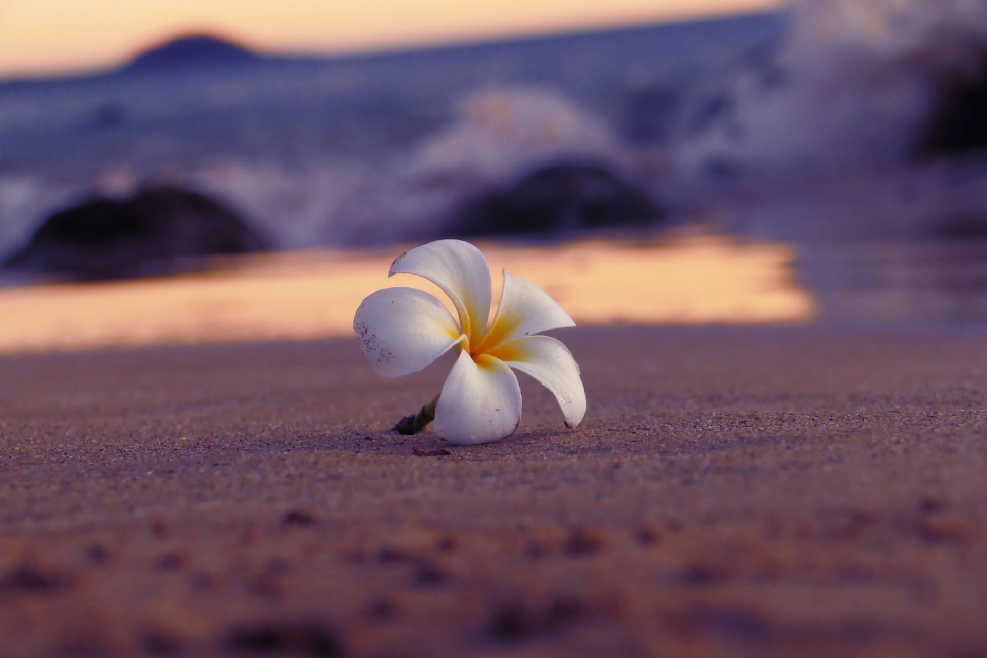 Flower on beach